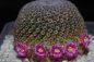 Preview: Mammillaria huitzilopochtli